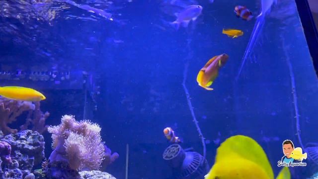 6 Maanden Update van mijn eigen ZeeaquariaZoutwater Aquaria.