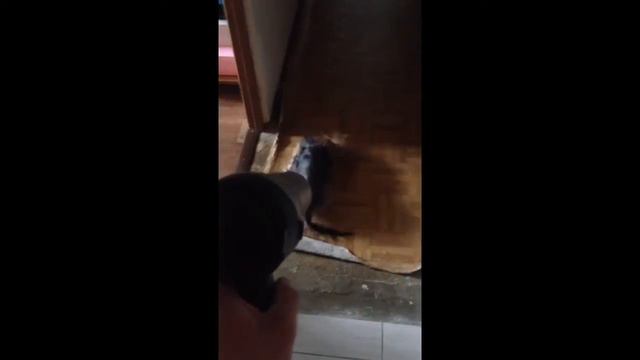 Йорка прёт от фена