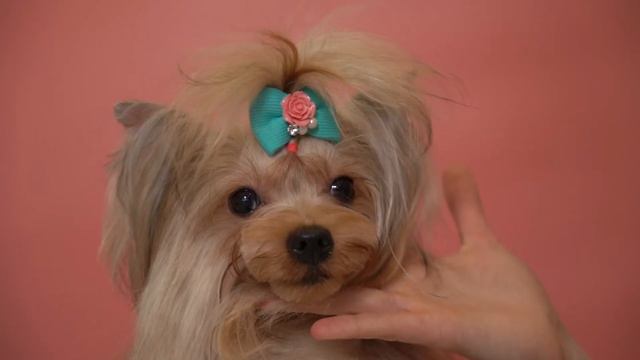 Diamond Red Merle Color Yorkshire Terrier