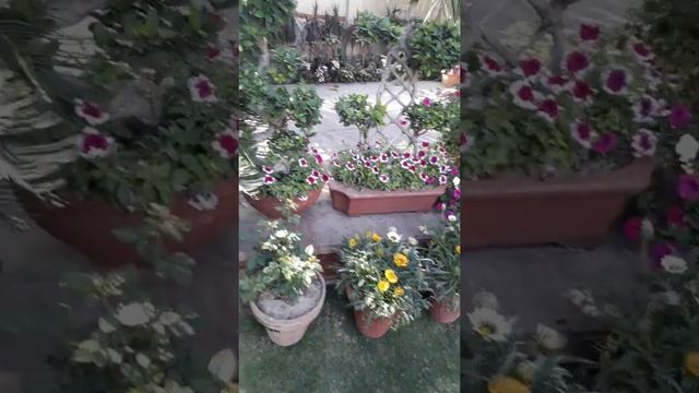 Rose Flower And Petonia