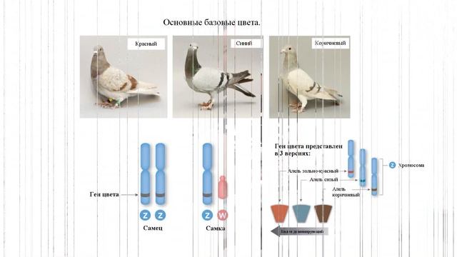 Базовые цвета голубей (Basic Color Pigeons).