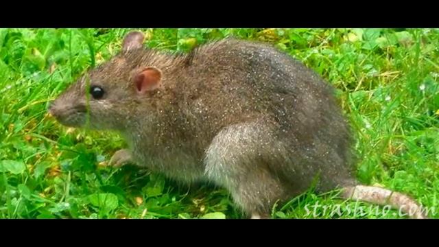 К чему снится крыса