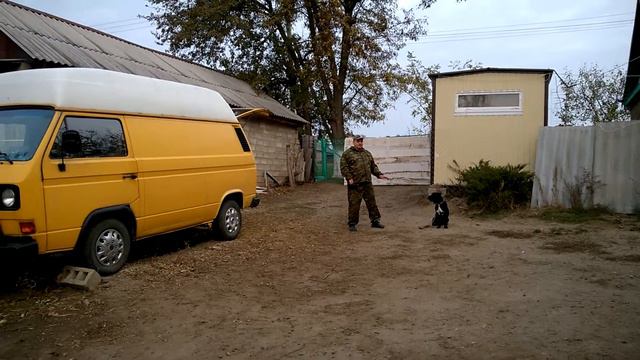 НКД Кане-корсо Сюзанна 1год