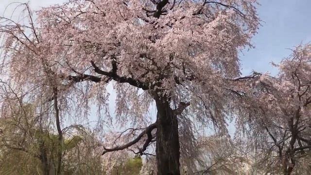 САКУРА В ПАРКЕ МАРУЯМА КИОТО SAKURA IN PARK MARUYAMA KYOTO