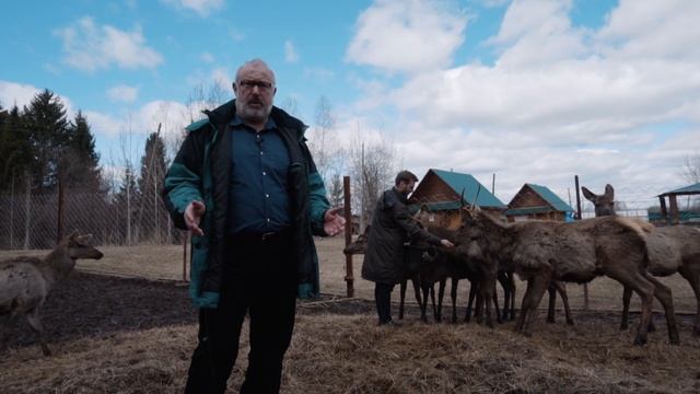 История наших маралов L Контактный зоопарк