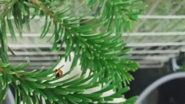 Божья коровка зимой из Дании в Леруа Мерлен