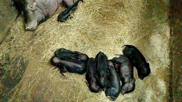 Нежданчик с утра пораньше. Свинья опоросилась без нас. Умница моя...)