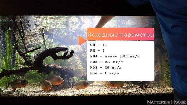 Стакан крови, рука и пираньи