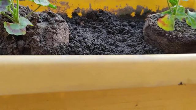 How To Grow Geranium Flower Plants