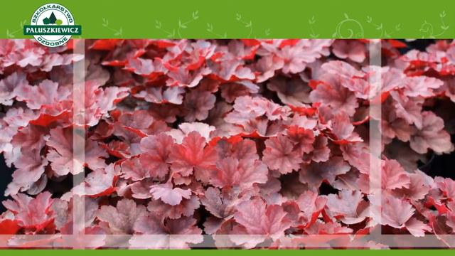 Produkcja Roślin Wysyłka Na Cały Kraj Grażyna Paluszkiewicz Szkółkarstwo Ozdobne