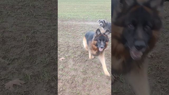 Доминирования не существует?!?!