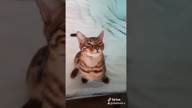 Бенгальский Кот