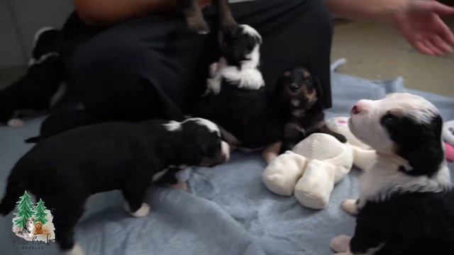 AKC Bernese Mountain Dog Mom Macy's Bernedoodle Litter Reveal - 26 July 2021