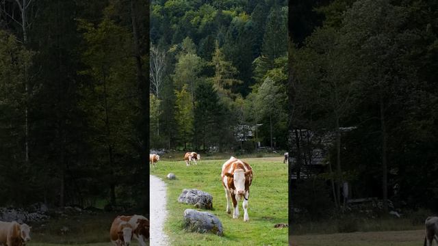 Красота Коров