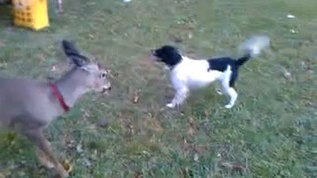 Redneck Deer Huntin!