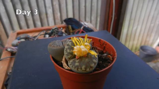 Lithops Flower