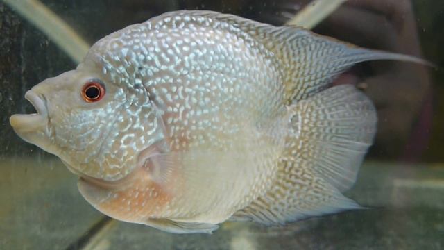 Наши рЫбята. Зоомагазин 