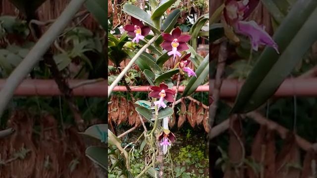 Trichoglottis Atropurpurea