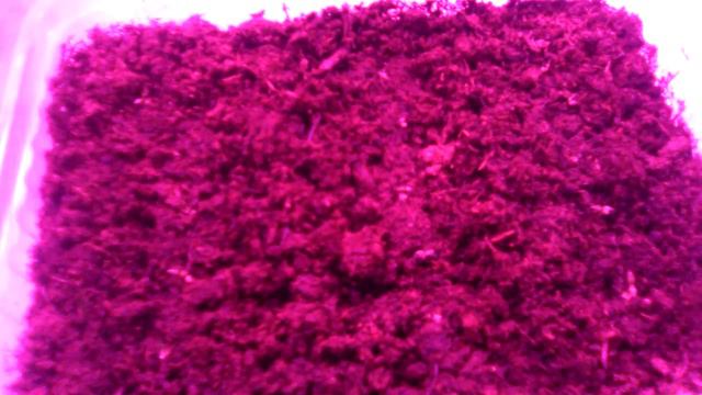 Моя красавица эустома. Мой стеллаж.