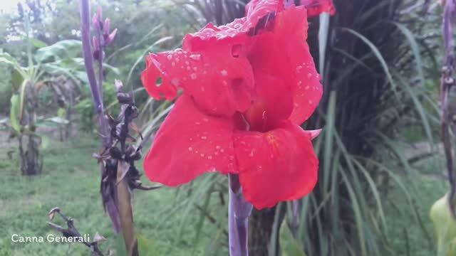 Canna Generali | Flowering Plants | ?? Panama |