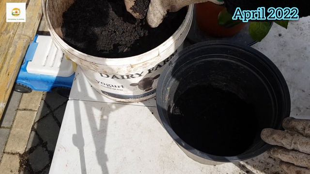 Success Overwintering Bell Pepper Plant ~ How To Root And Overwinter Bell Pepper Plant Cutting
