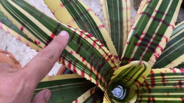 (ต้นไม้มาแรง 2021)ราคาแแรงไม่เลิก  Star Wars สับปะรดสี  นักสะสมตามหา