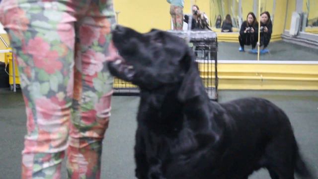 ФАРВИСТ ГОЛД ФУОКО КИ ДИ АРТИФИЦИО3