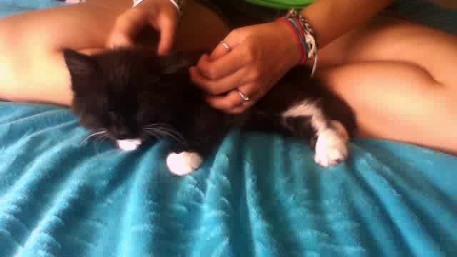 How To Put A Harness On Your Cat/kitten