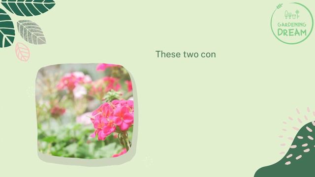 A Guide On Caring For Geraniums In Pots