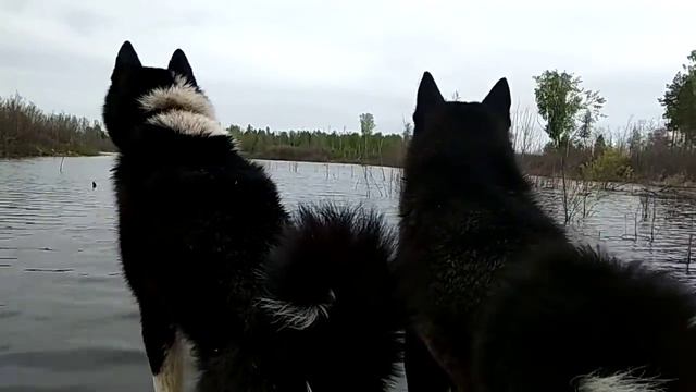 Морские котики!