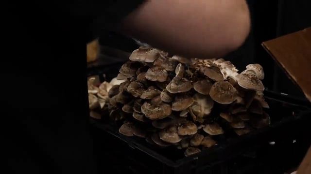 Сбор грибов шиитаке Переклад Central Mushroom Farm