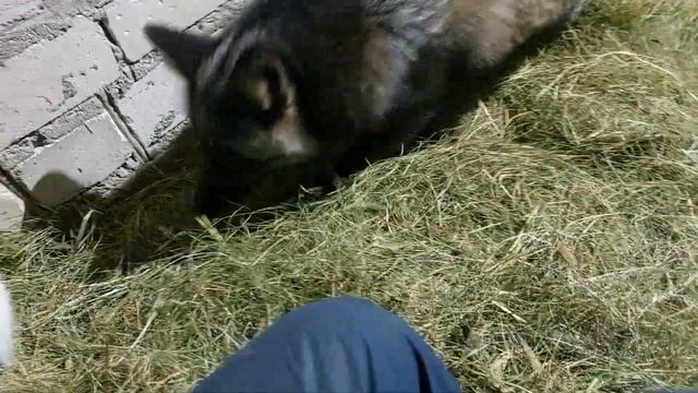 С лисами на сене