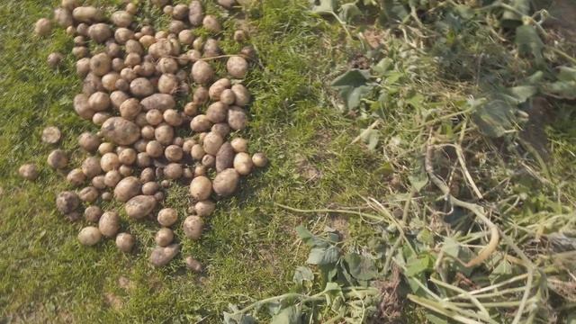 УРОЖАЙ НА ДАЧЕ, ВЫКОПАЛИ КАРТОШКУ, ОПЯТЬ ЭКО СУМКИ ИЗ ЗОНТОВ)