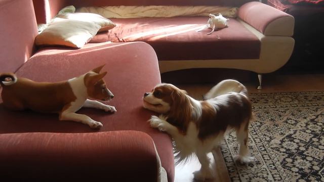 Щенок басенджи и Кавалер