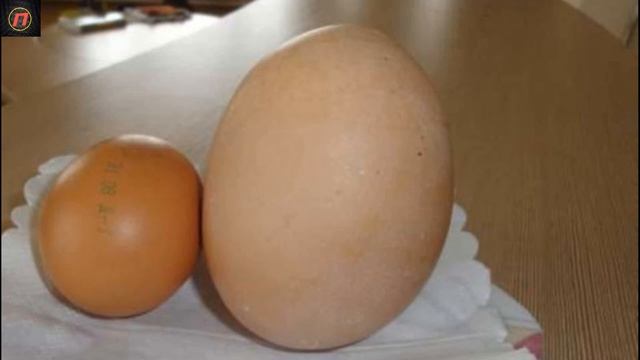 Фермер нашёл гигантское ЯЙ ЦО! Но когда оно треснуло, он не поверил своим глазам!