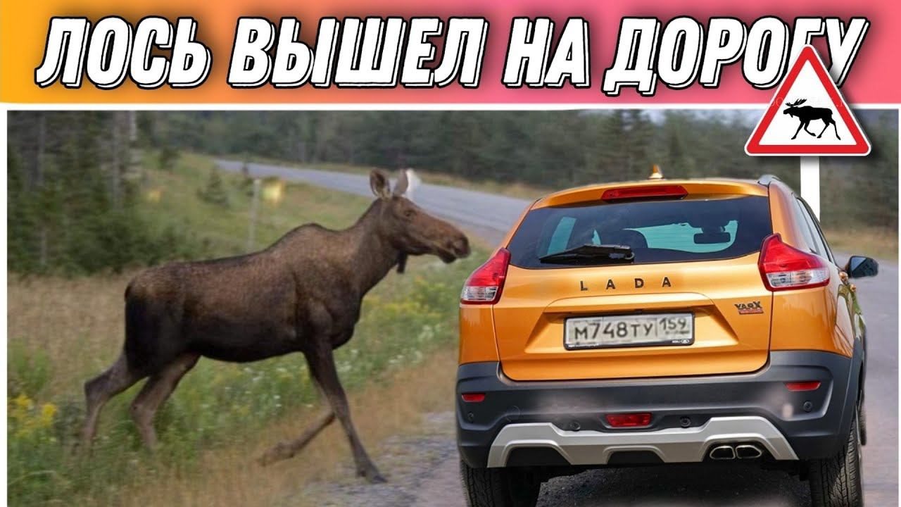 ВЛОГ! Ничего себенадо быть внимательнее!Поехалиранним утром на рыбалкуПростая жизньМоя семья