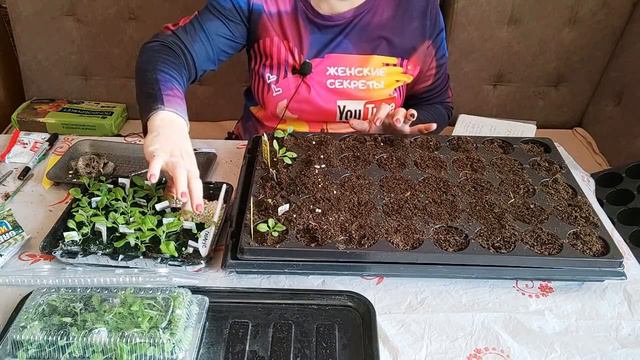 E5ed7d1791864a644d7757ec16650d32