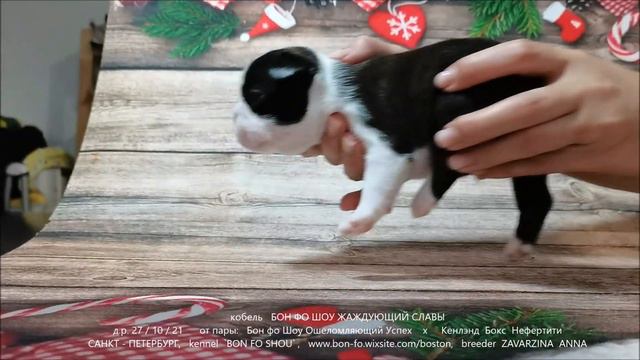 Бон фо Шоу Жаждующий Славы