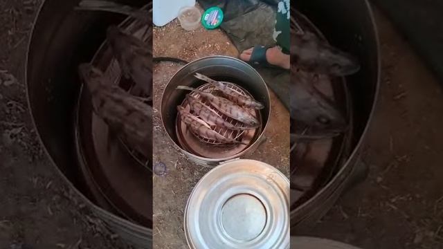 VID-20221002-WA0039.mp4