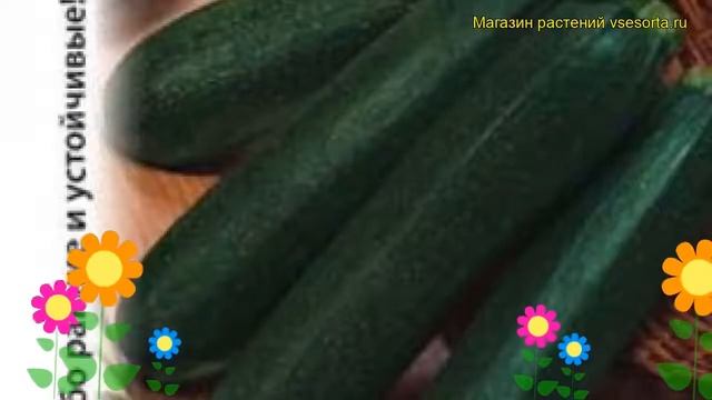 Кабачок цуккини Завтрак нефтяника. Краткий обзор описание характеристик cucurbita pepo