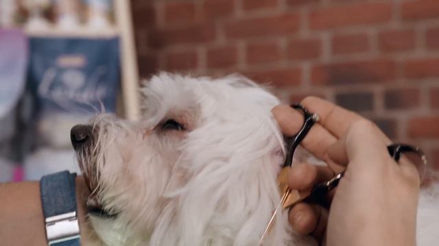 Cómo QUITAR NUDOS De Forma FÁCIL Y RÁPIDA 😊 Peluquería Canina