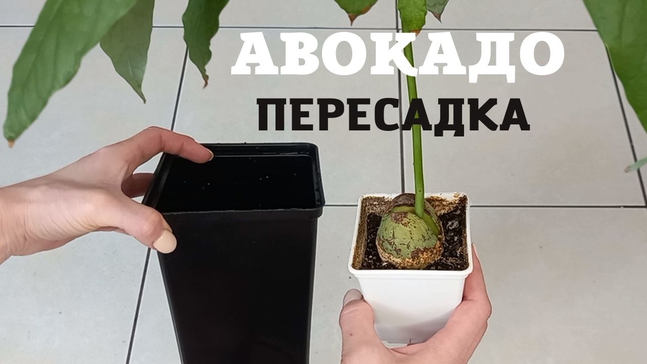 Авокадо, косточка которого сидела без движения целый год.