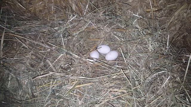 Куры🐓🐓Кролики🐰🐇Цыплята🐔🐔Моя Дача🏠 Германия
