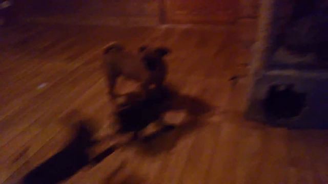 Пти брабансон