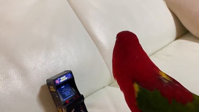 Birb Destroys Game Thing