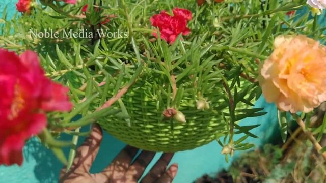 Portulaca Grandiflora 75 Colors Available For Sale. Whatsapp  9361427377