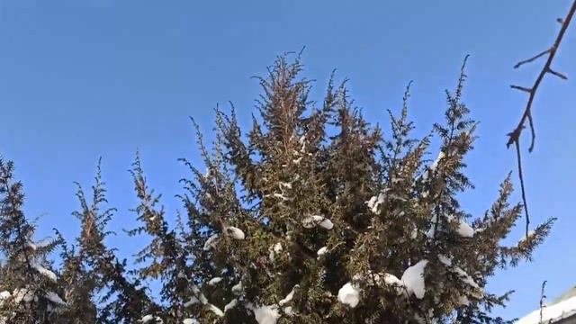 Щенки русско европейской лайки