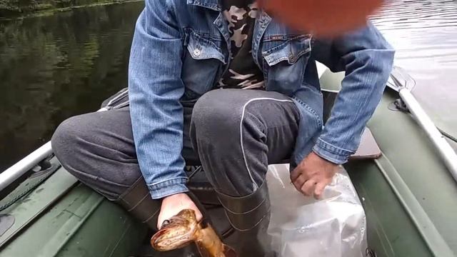 Межно 27.07.2018  Рыбалка в Витебской области  Россоны