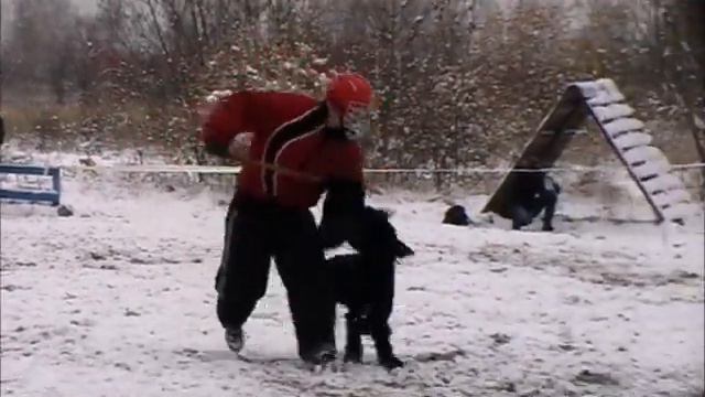 рр. Ризеншнауцер Ариша