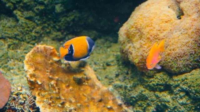 The Best 4K Aquarium For Relaxation ? Sleep Relax Meditation Music - 2 Hours - 4K UHD Screensaver